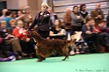 Crufts2011 826